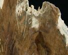 Tall Free-Standing Petrified Wood Specimen #6399-3